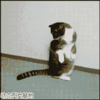 喵星人 二货 尾巴 打滚 智商 笑喷
