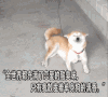 狗狗  卖萌  可爱   搞笑