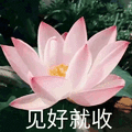 莲花 沙雕 见好就收