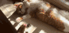 猫 喵星人 宠物 萌 可爱