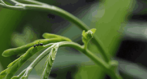新芽 植物 纪录片 维尔京群岛 美国 蚂蚁