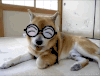 汪星人 萌物 柴犬 戴眼镜 萌宠