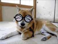 汪星人 萌物 柴犬 戴眼镜 萌宠