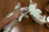 萌宠 可爱 搞笑