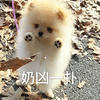 萌宠 狗 汪星人 奶凶一扑 生气 可爱
