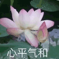 莲花 沙雕莲花 心平气和