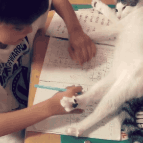 孩子 写作业 猫咪 可爱