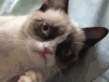 猫咪 可爱 呆萌 萌宠
