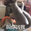 萌宠 猫星人 叫你凶我 生气 呆萌 可爱