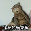 萌宠 猫星人 我爱的好疲惫 难受 伤心