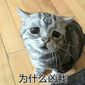 为什么 凶我 猫