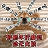 萌宠 汪星人 在哪工作 你胖了 呆萌 可爱