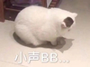 萌宠 猫星人 小声bb 生气 可爱 呆萌