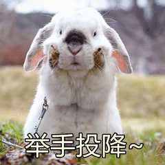 举手投降 兔子 害怕