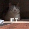 萌宠 猫星人 睡了 晚安 呆萌 搞怪