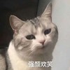 萌宠 喵星人 强颜欢笑 不开心 搞怪 逗