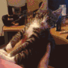 小猫 爪子 嫌弃 搞笑