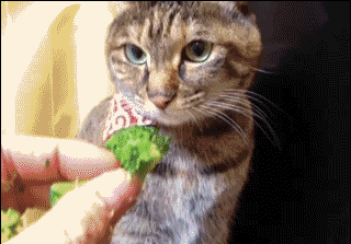 猫咪 吃菜 搞笑 可爱