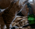动物 萌宠 狗 猫