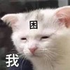 萌宠 猫星人 困 想睡觉 呆萌 可爱