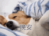 萌宠 汪星人 晚安 睡觉 搞怪 逗