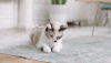 喵星人 可爱 萌宠 猫咪 好奇 猫