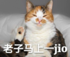 猫咪 喵星人 文字表情包 搞笑 四川话