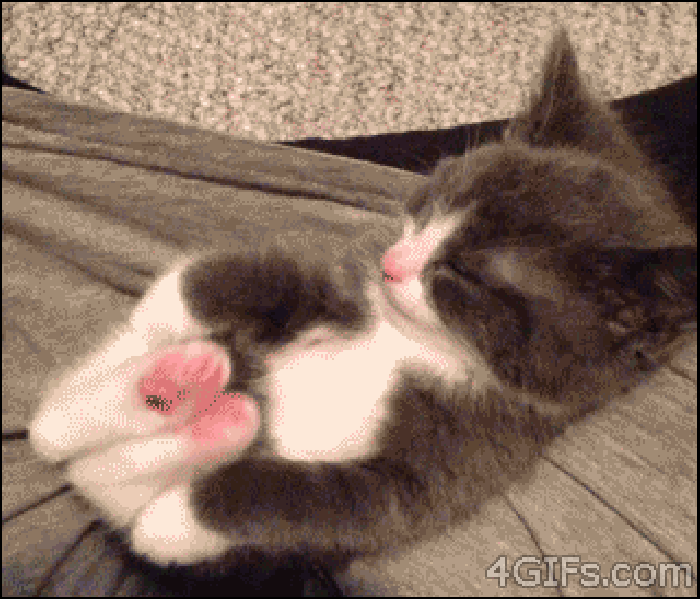 小猫 睡觉 可爱 爪子
