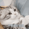 猫星人 不要跟你玩 搞怪 逗 沙雕