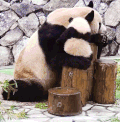 熊猫 动物 大熊猫 熊猫熊 熊猫宝宝
