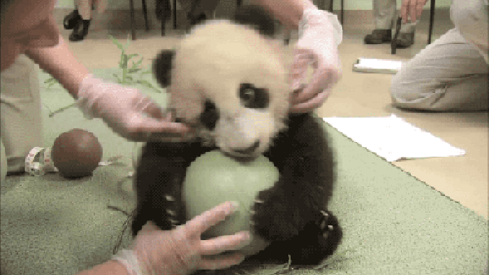 大熊猫 可爱 气球 毛绒绒