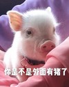 萌宠 猪 你是不是外面有人了 你是不是不喜欢我了 呆萌 可爱