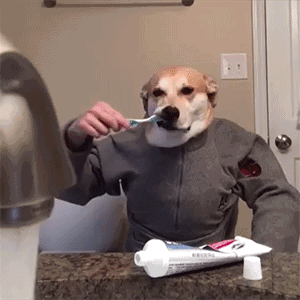 萌宠 狗狗 刷牙 可爱