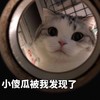 萌宠 喵星人 小傻瓜被我发现了 看着你 呆萌 可爱