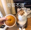 萌宠 猫星人 爱答不理 哼 呆萌