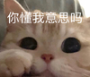 萌宠 猫星人 你懂我意思吗 暗示 搞怪 呆萌