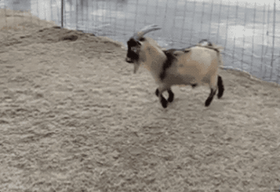 山羊 跳跃 奔跑 搞笑