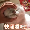 萌宠 喵星人 快闭嘴吧 揍你 呆萌 搞怪