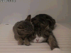 丸 maru 猫咪 猫咪老师 萌 呆萌