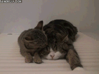 丸 maru 猫咪 猫咪老师 萌 呆萌