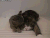 丸 maru 猫咪 猫咪老师 萌 呆萌