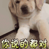 你说的都对 狗