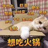 萌宠 猫星人 想吃火锅 牛肉丸 搞怪 呆萌
