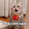 萌宠 猫星人 小可爱还想吃蛋糕 期待 呆萌 搞怪