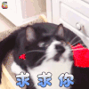 萌宠 猫咪 猫 求求你 伤心 soogif soogif出品