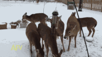 小鹿 雪地 害怕 跳跃