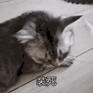 萌宠 猫星人 装死 倒下 呆萌 可爱