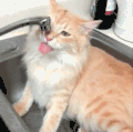 喵星人 猫咪 可爱 萌宠