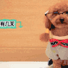 萌宠 泰迪 戴眼镜 敬个礼
