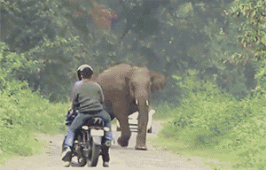 大象 发彪的大象 快跑 逃命 害怕 惊恐